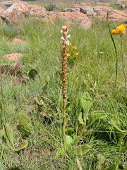 Satyrium longicauda