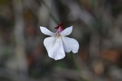 Lobelia linnaeoides