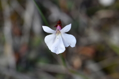Lobelia linnaeoides