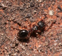 Myrmecina graminicola
