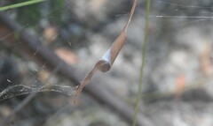 Phonognatha graeffei