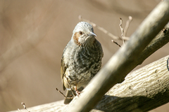 Hypsipetes amaurotis