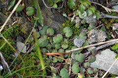 Lobelia linnaeoides