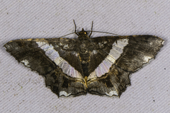 Chiasmia nora