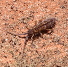 Orchesella