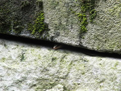 Plestiodon fasciatus