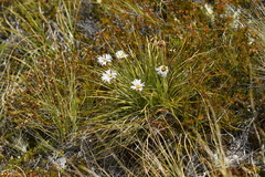 Celmisia lyallii