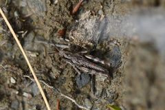 Sigaus australis