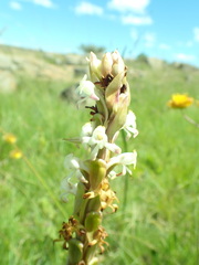 Satyrium longicauda