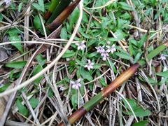 Lobelia eckloniana