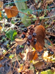 Hypericum androsaemum