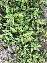 Persicaria prostrata