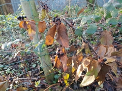 Hypericum androsaemum
