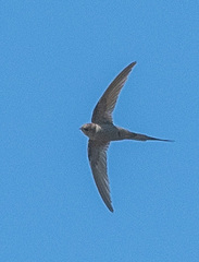 Cypsiurus parvus