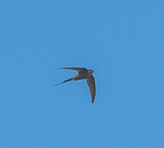 Cypsiurus parvus