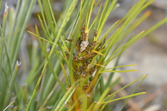 Aciphylla