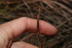 Machaerina juncea