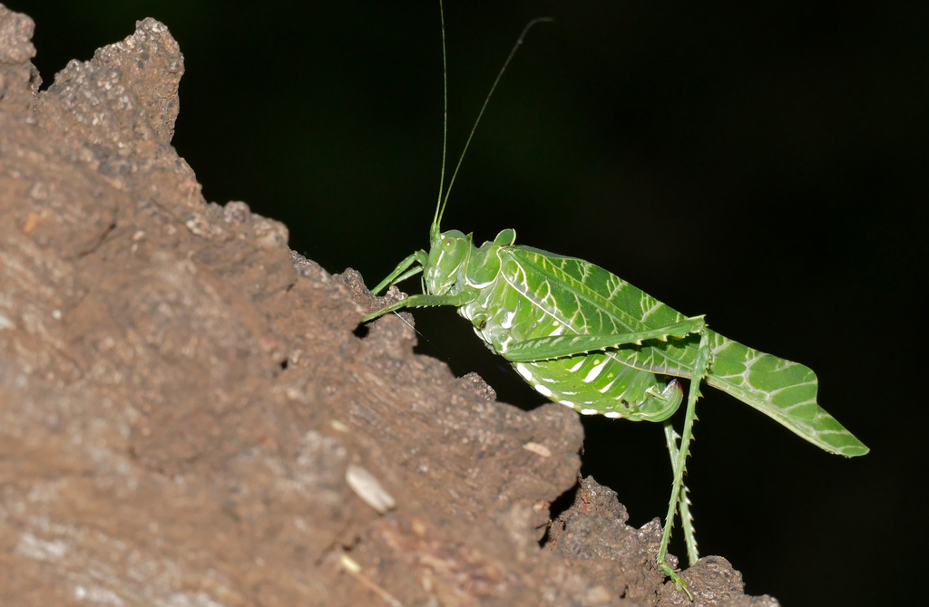 Zebra Acacia Katydid