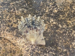 Scaeochlamys livida