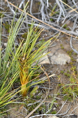 Aciphylla