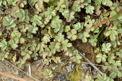 Acaena caesiiglauca