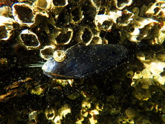Mytilus galloprovincialis