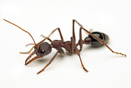 Australian Red Bull Ant photo 3