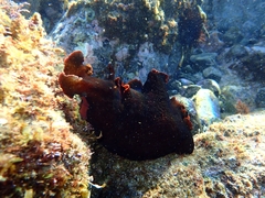 Aplysia fasciata