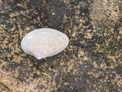 Macomona deltoidalis