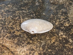 Macomona deltoidalis