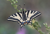 Butterflies - Photo (c) Fabriciodo, some rights reserved (CC BY-NC), uploaded by Fabriciodo