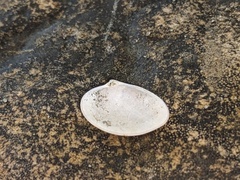 Macomona deltoidalis