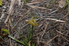 Cyperus polystachyos
