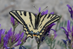 Papilio alexanor
