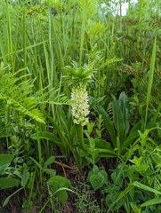 Eucomis