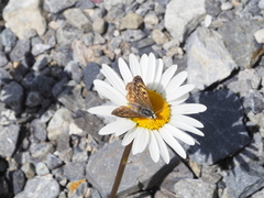 Lycaena boldenarum