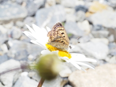 Lycaena boldenarum