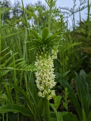 Eucomis