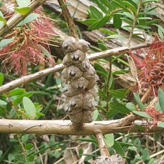 Melaleuca hypericifolia
