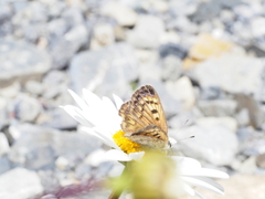 Lycaena boldenarum