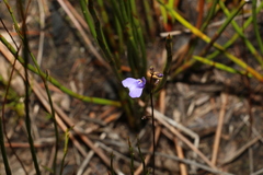 Utricularia lateriflora