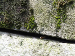 Plestiodon fasciatus