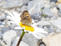 Lycaena boldenarum