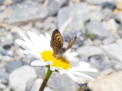 Lycaena boldenarum