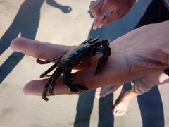 Pachygrapsus marmoratus