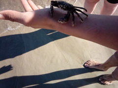 Pachygrapsus marmoratus