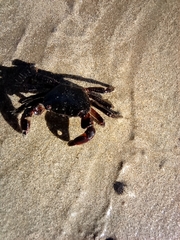Pachygrapsus marmoratus