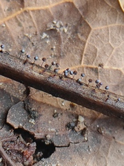 Collaria arcyrionema