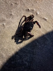 Pachygrapsus marmoratus