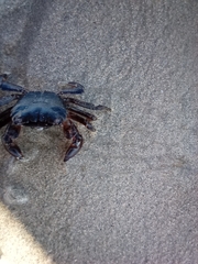 Pachygrapsus marmoratus
